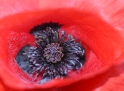 Poppy, Vessy Switzerland